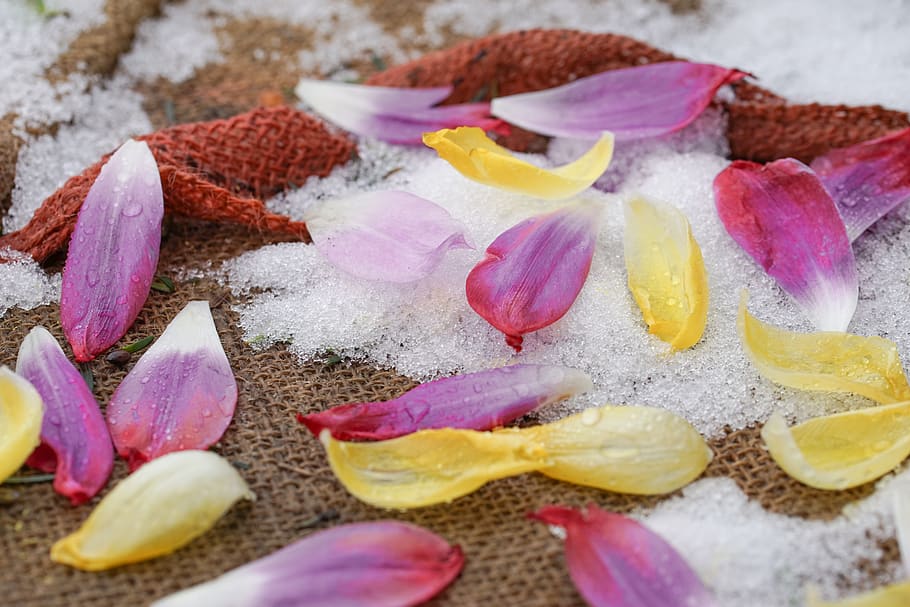 zing rain, petals, tulips, frost, pink, yellow, color, dead, end, freshness