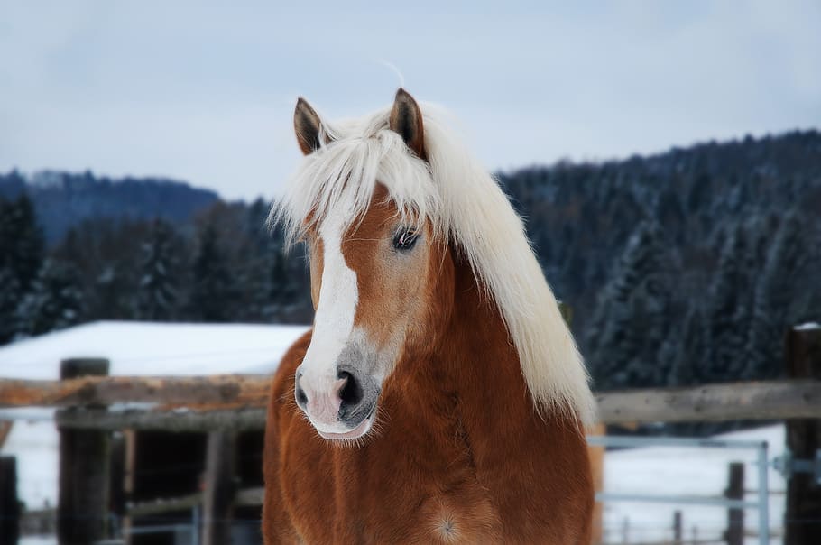 caballo, haflinger, retrato, cabeza, animal, nieve, rubia, pony, granja, lindo