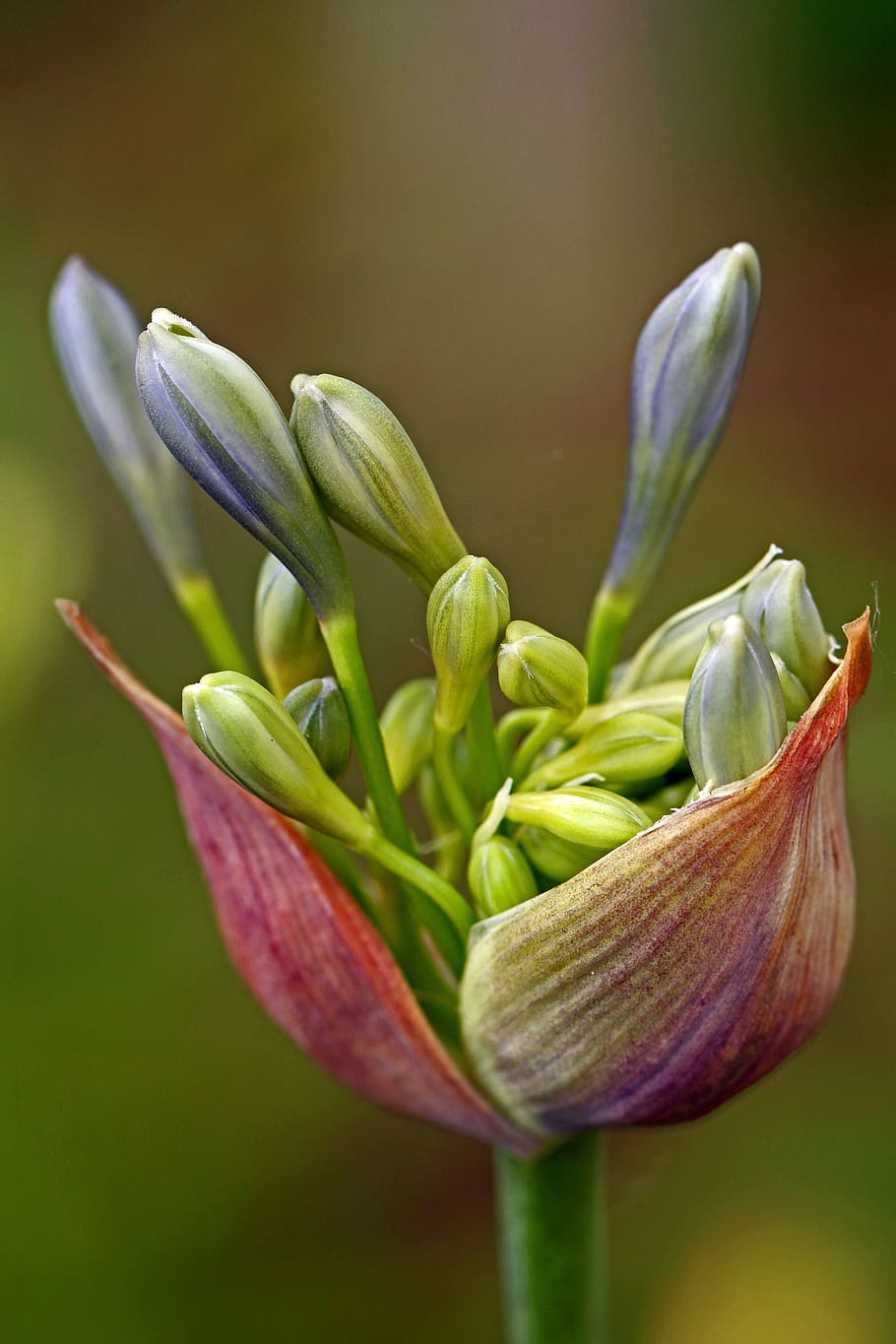 Цветок нилу. Агапантус бутон. Agapanthus Lily of the Nile-.