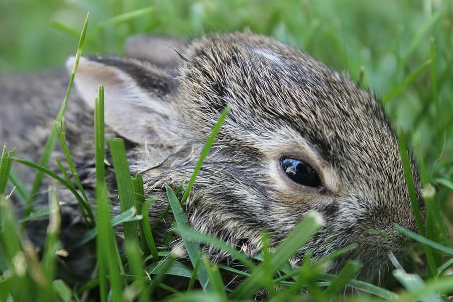 bayi kelinci, kelinci, bayi, imut, Paskah, muda, musim semi, sedikit, hewan, berbulu