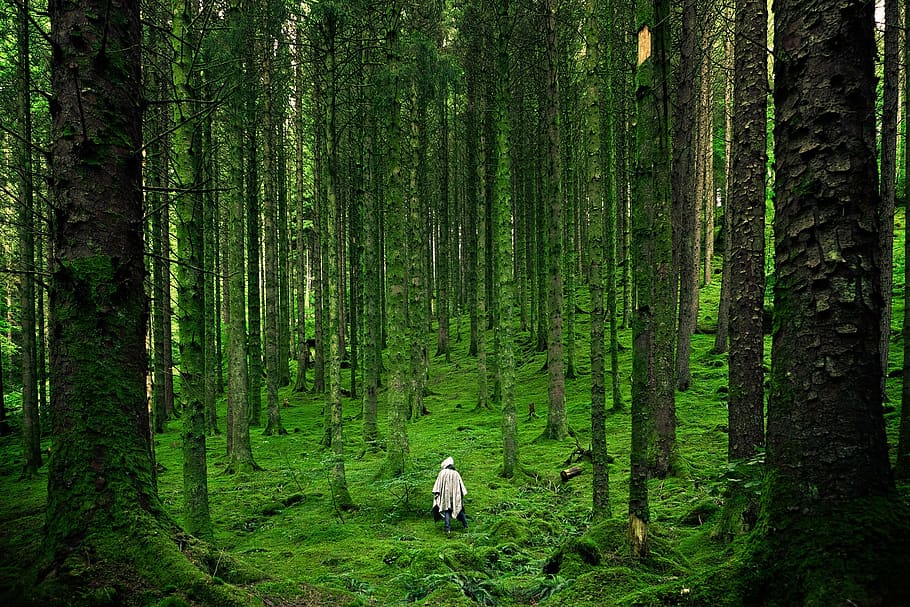 orang, hutan, subur, hijau, lumut, manusia, berjalan, jubah, hutan belantara, atmosfer