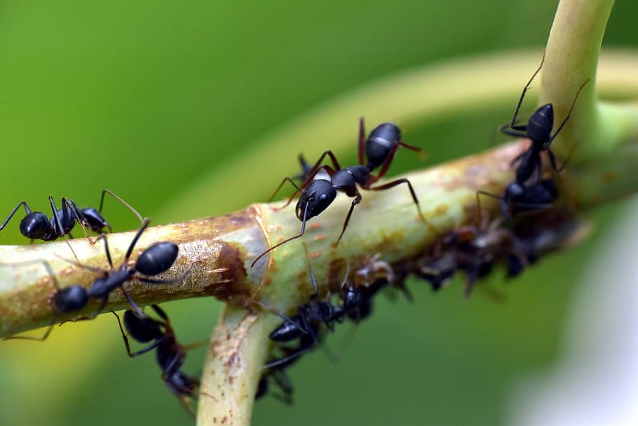 semut hitam, serangga, semut taman, lasius niger, animalia, artropoda, semut, invertebrata, tema hewan, hewan di alam liar