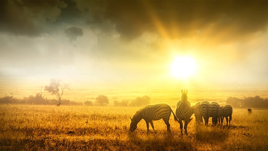 sunset, field, outdoors, nature, landscape, animals, zebras, africa, sunlight, grass
