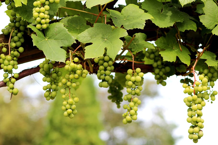 uva, vitis vinifera, escalador, fruta, verano, vid, hojas, vino, crecimiento, comida y bebida