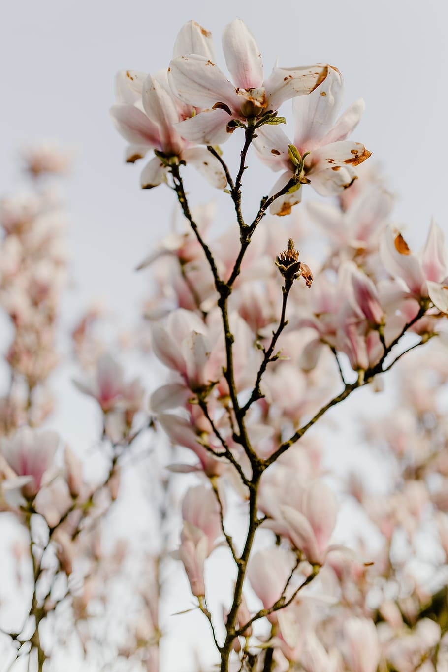 árvore de magnólia, flor, flores, jardim, adorável, floral, rosa, primavera, abril, botânica