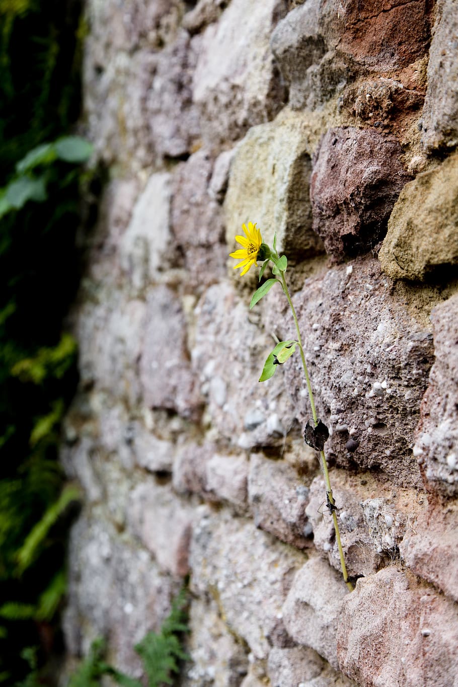 resilience, sunflower, enforce, nature, stones, wall, natural stone, yellow, gem, ornament
