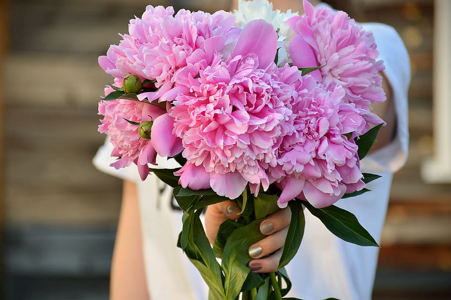 summer, peonies, pink, flowers, flower, flowering plant, plant, freshness, fragility, pink color