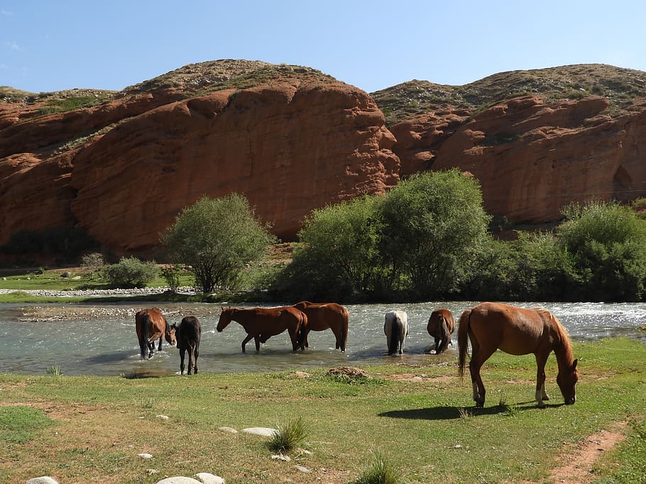 mountains, alpine meadow, pasture, herd, horses, watering place, river, red rocks, horse, the herd