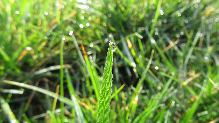 grass, green, water drop, beautifull, spring, green color, plant, growth, nature, beauty in nature