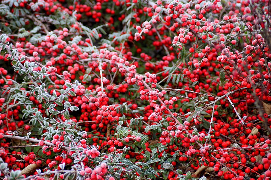 cotoneaster, bush, winter, frost, fruit, red, beads, shrubs, small-leaved, minor