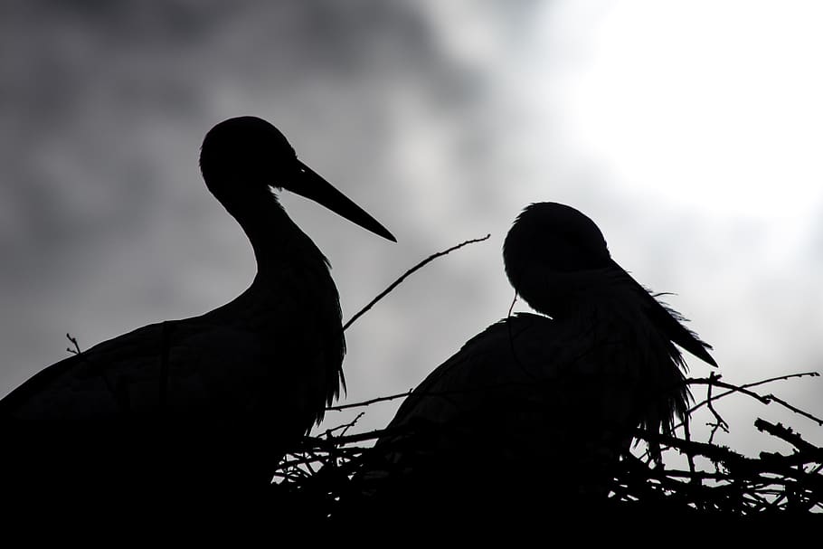 stork, storks, animals, animal world, bird, nest, backlighting, rattle stork, stork couple, silhouette