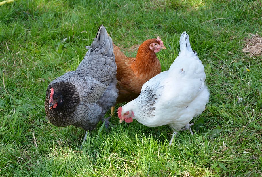 куры, несушки, нижняя короткая, курица-несушка, белая рыжая ясень, домашнее животное, курица суссексская, красная курица, поле, курица пепельная