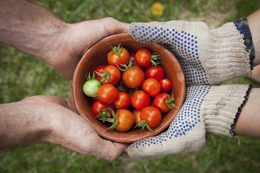 tomates frescos, tigela, tomate cereja, fresco, mão, mãos, pessoas, pessoa, vermelho, tomate