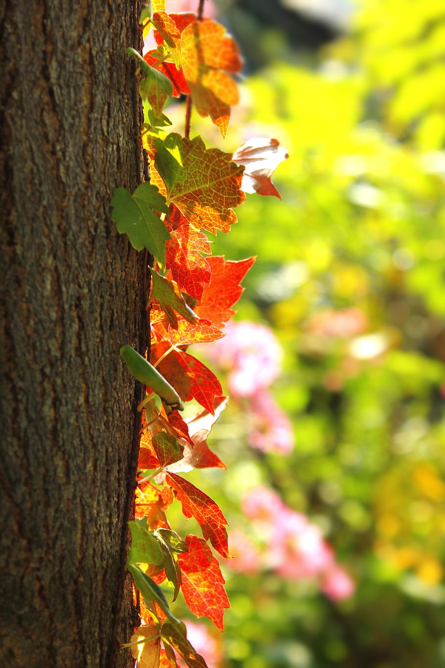 осень, листья, пейзаж, Желтые листья, природа, Декорации, гора, Осенние листья, дерево, Республика Корея