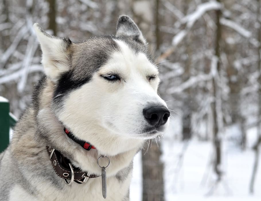 husky, perro, invierno, nieve, naturaleza, animales, complicado, norte, husky siberiano, Un animal