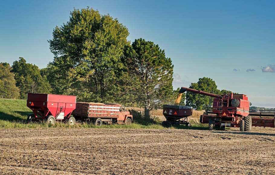 ohio, america, soybean harvest, field, trees, landscape, nature, outdoors, country, rural