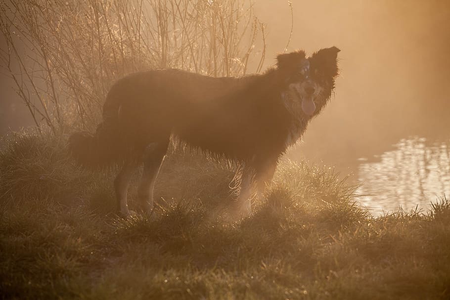 dog, mist, collie, wet, dawn, landscape, autumn, winter, outdoor, animal