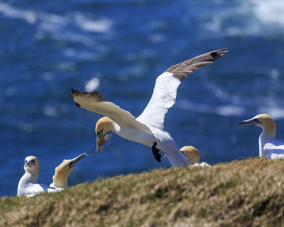 northern, gannets, cape st, st., mary, ecological, reserve, newfoundland, labrador, canada.