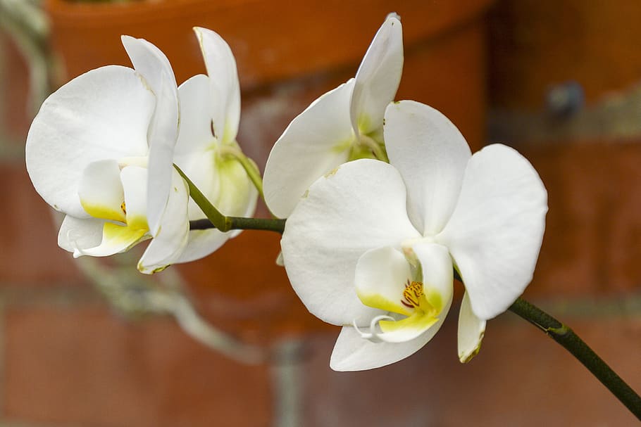 orchids, white, flower, bloom, orchid, flowering plant, plant, freshness, fragility, beauty in nature