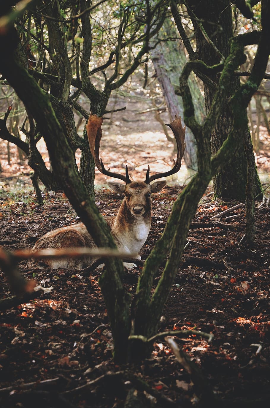 deer, animal, tree, plant, nature, leaves, fall, forest, mammal, animal themes