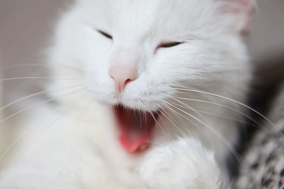 white, cat, yawn, pet, face, whisks, mouth, tired, animal themes, animal
