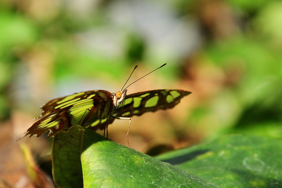 malachite butterfly, butterfly, insect, wing, nature, malachite, green, edelfalter, exotic, spotted