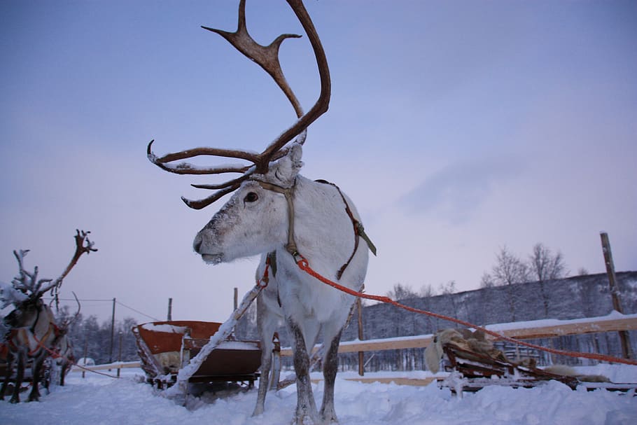Lapland, salju, rennes, musim dingin, suhu dingin, rusa, hewan, tanduk, binatang menyusui, tema hewan