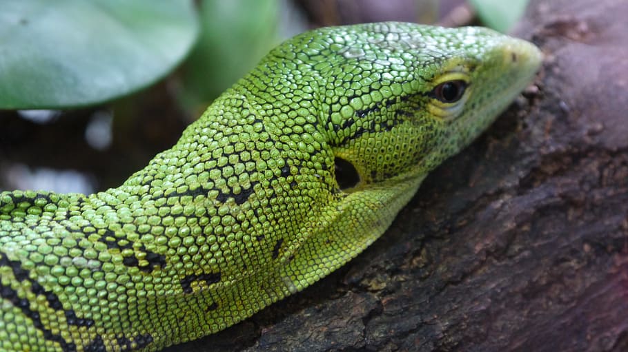 iguana, lagarto, madera, rama, verde, hoja, reptiles, bosque, animales, mascotas
