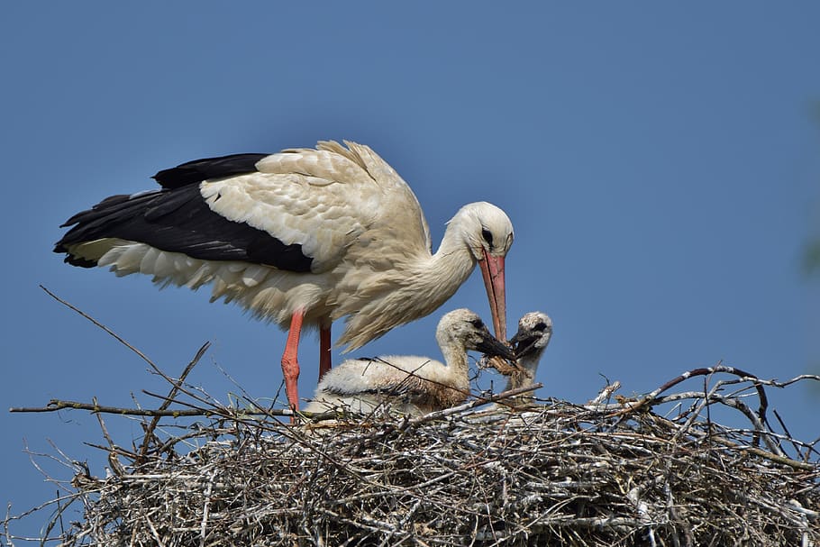 white stork, storchennest, stork young, stork chicks, stork feeding, storks, rattle stork, animal portrait, birds, animal world