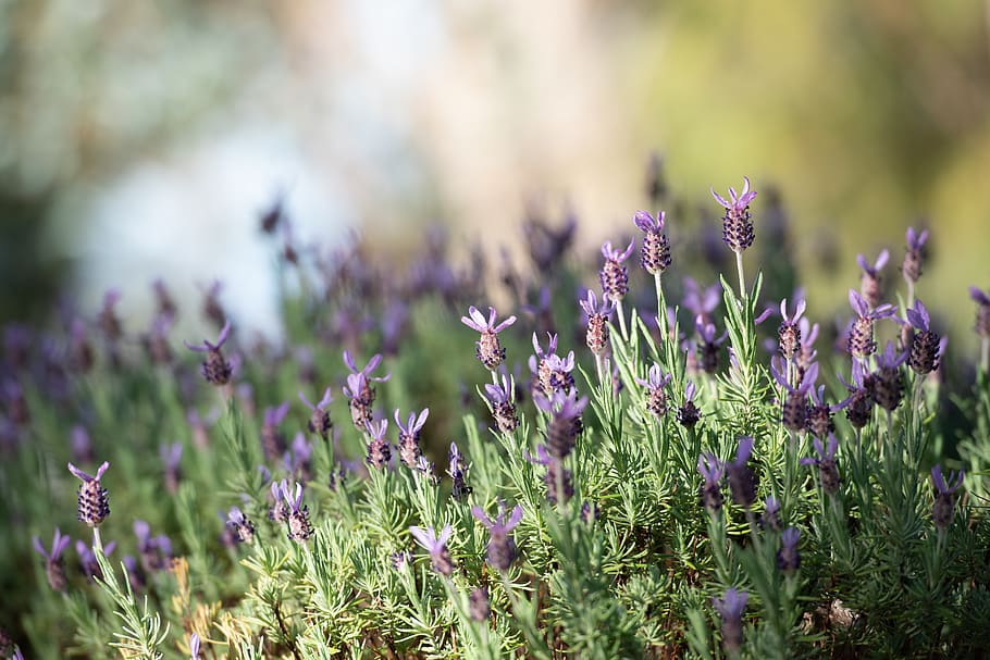 lavender, lavandula, flowers, flora, violet, plant, purple, nature, lamiaceae, aromatic