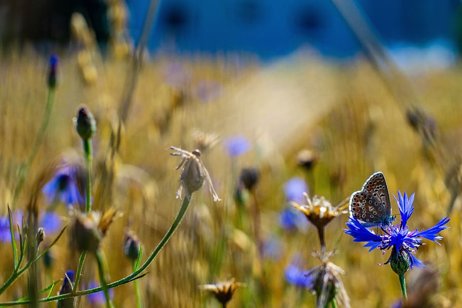 butterfly, field, summer, nature, insect, meadow, flowers, grass, plant, garden
