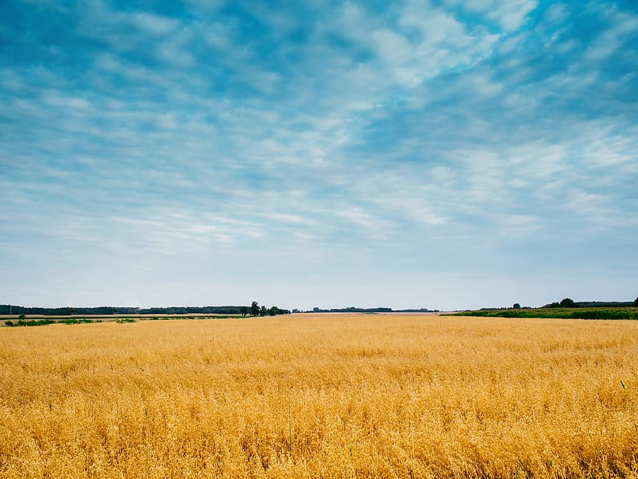 field, sky, wheat, barley, grain, summer, nature, landscape, green, grass