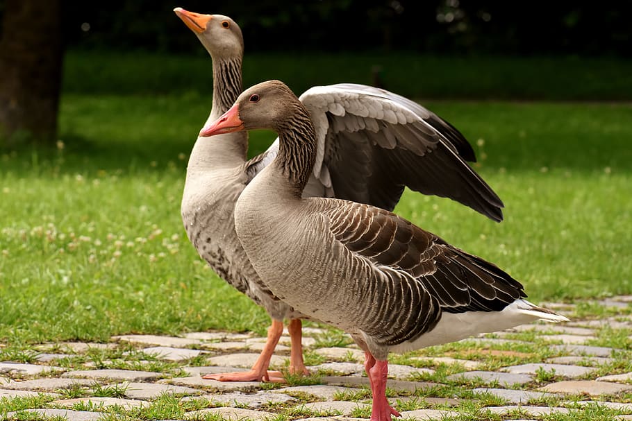 geese, wild geese, waterfowl, group, goose-char, run, bird, nature, poultry, greylag goose