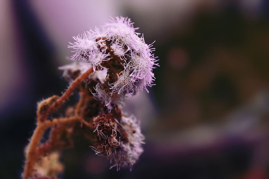 nature, flowers, bouquet, dry, many, flower, field, close-up, fragility, beauty in nature