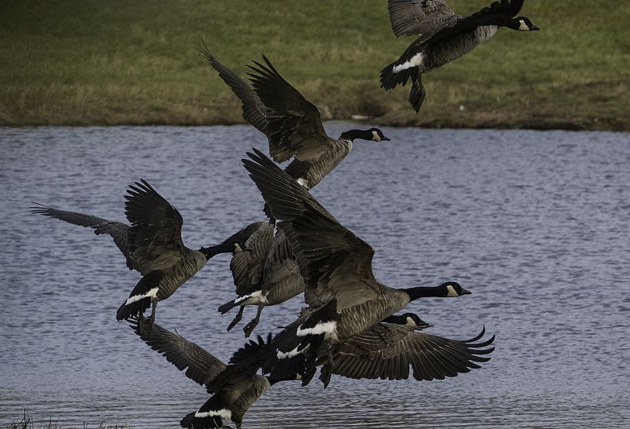 flying, geese, flight, wildlife, birds, animals, canadian geese, wings, bird, animals in the wild