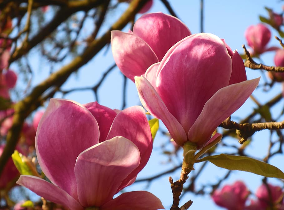 magnolia, spring, flower, pink, flowering plant, plant, pink color, beauty in nature, fragility, vulnerability
