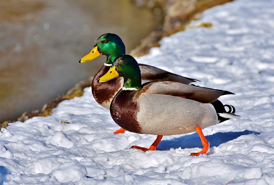 mallard, duck, water bird, bird, duck bird, poultry, drake, animal, nature, snow