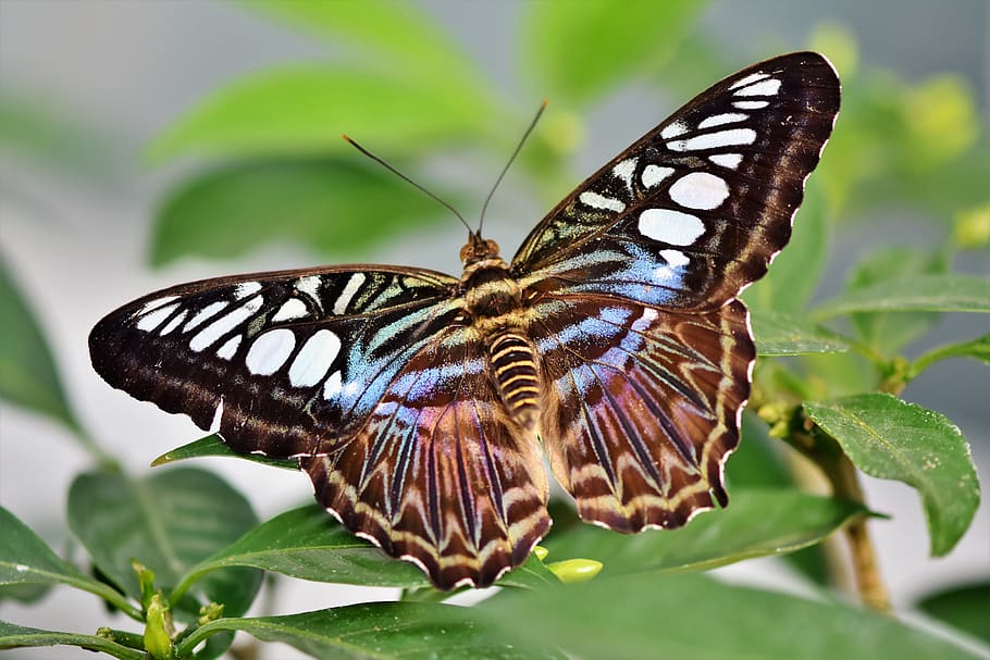 kupu-kupu, kupu-kupu tropis, eksotis, serangga, sayap, kupu-kupu besar, alam, kebun raya, tema hewan, satu hewan