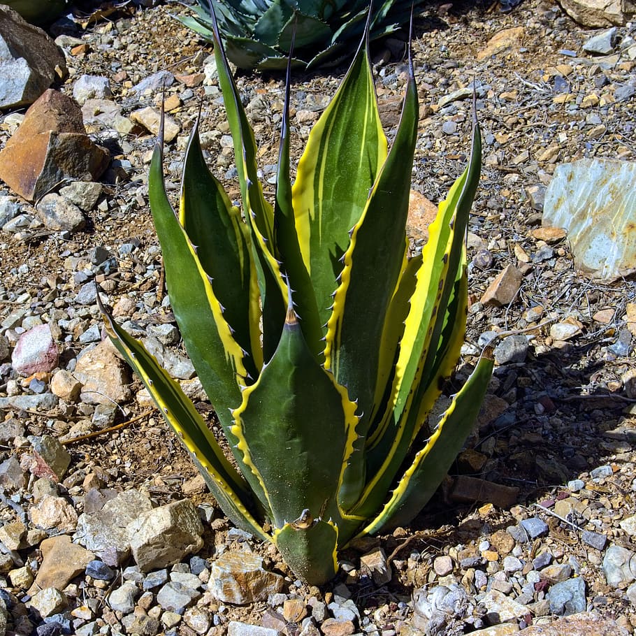 yellow and green agave, agave, yellow, plant, leaves, nature, green, pointed, cactus, prickly