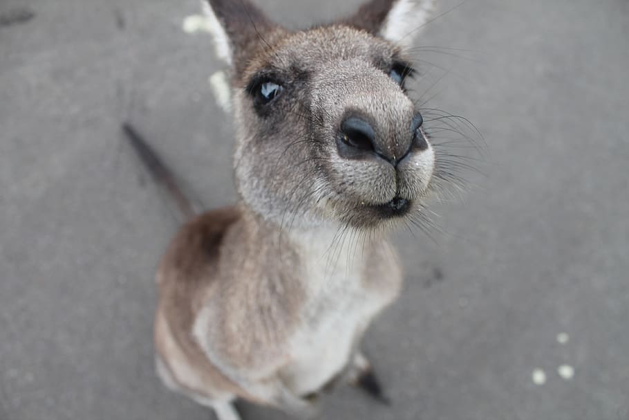 kangaroo, cute animal, animal, cute, mammal, wallaby, australia, wildlife, baby, zoo