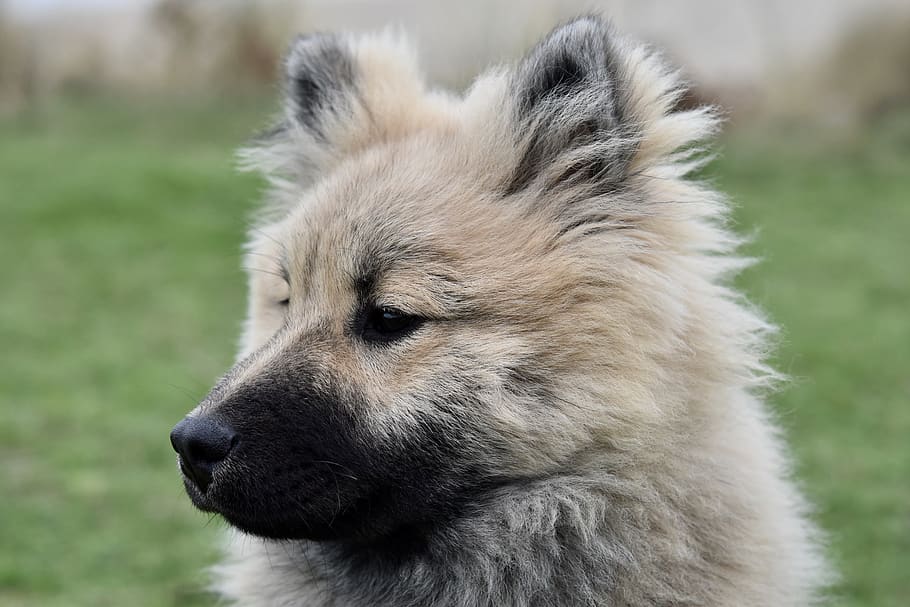 cão, cão eurasier, retrato perfil do cão, eurasier, cão olaf azul, canino, perfil eurasier, focinho preto, orelhas eretas, um animal