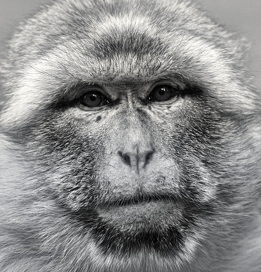 barbary ape, monkey, mahogany, animal, mammal, primates, macaque species, animal portrait, animal head, close up