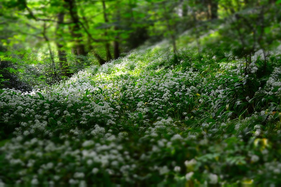 flowers, nature, blossoms, field, bed, white, leaves, plants, bushes, forests