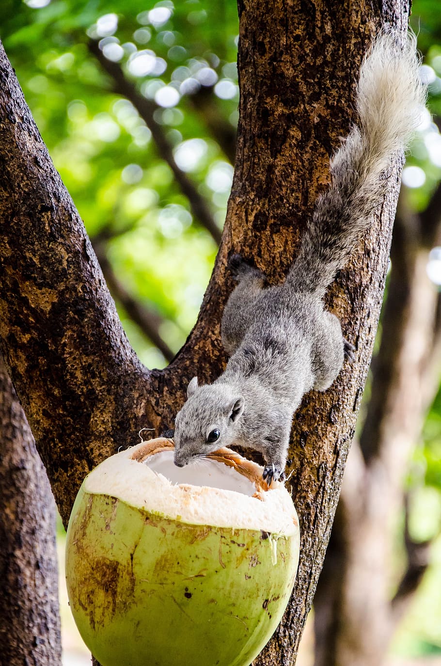 feeding, squirrel, coconut, animal, wildlife, cute, mammal, wild, rodent, isolated