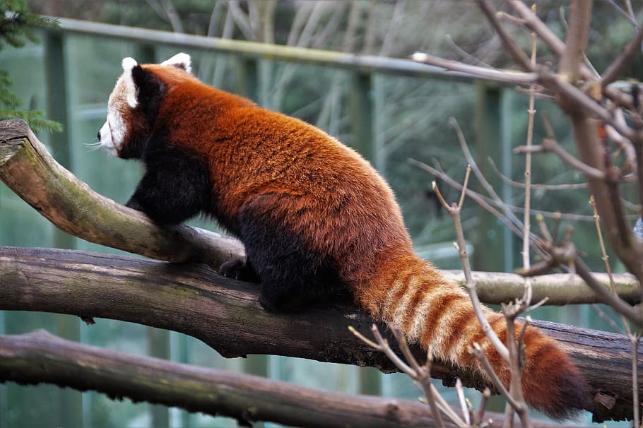 panda vermelho, selvagem, animal, mamífero, jardim zoológico, cativeiro, denso, peles, animais selvagens, temas animais