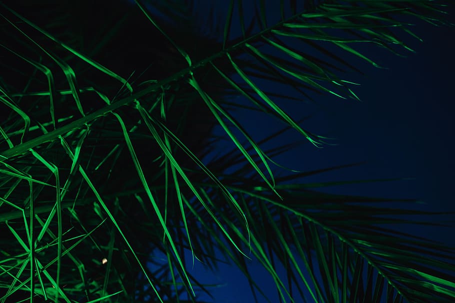 illuminated palm trees, abstract, green, nature, leaf, leaves, illumination, night, color, tropical