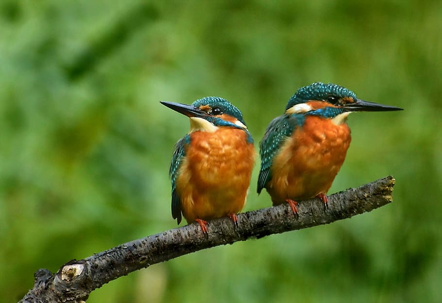 the-kingfishers, colorful, nature, plumage, color, bird, animal themes, animal wildlife, vertebrate, animal