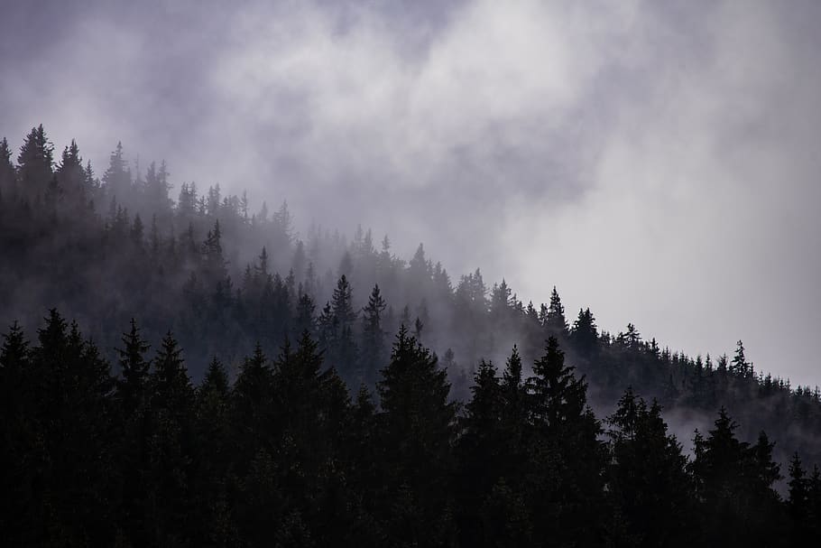cloudy, forest, fog, dark, dramatic, depressive, autumn, mountains, nature, dim