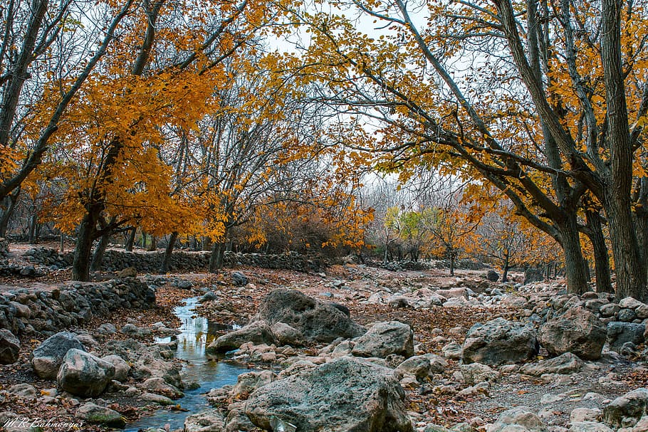 outono, cenário, rio, floresta, madeira, ribeiro, água, azul, folhas, laranja