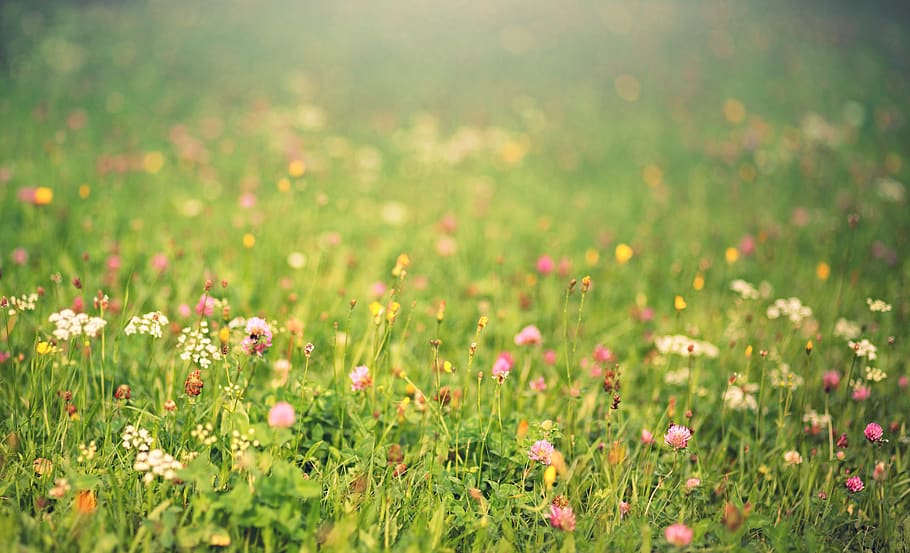 meadow, light, dandelion, flowers, spring, bloom, landscape, nature, mood, grass
